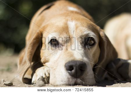 Doggy thinking