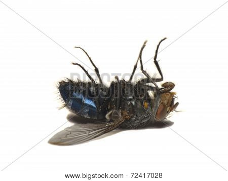Dead Fly Isolated On White(Caliphora Vomitoria)
