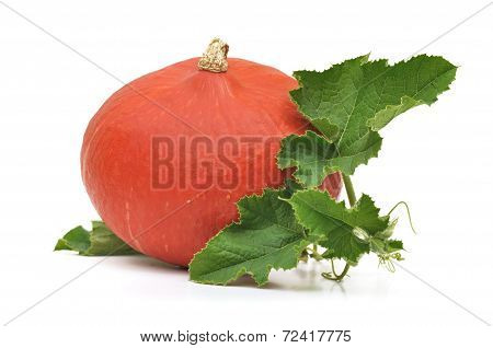 Squash In Its Foliage