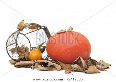 Squash On Dead Leaves