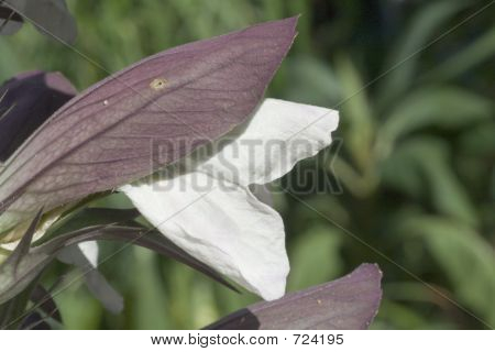 Acanthus