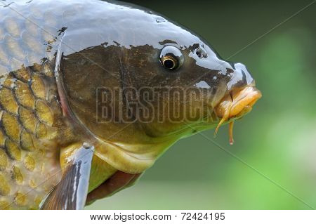 Cyprinus