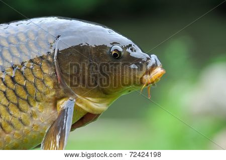 Cyprinus