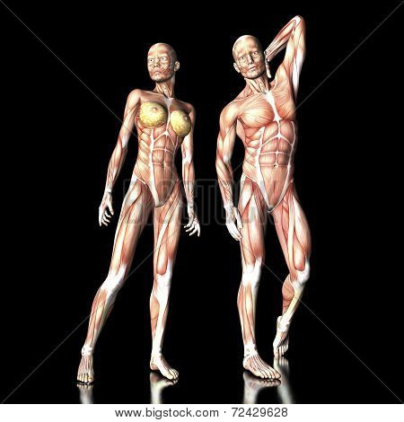 Human Anatomy