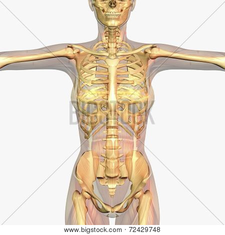 Human Anatomy