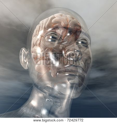 Human Brain