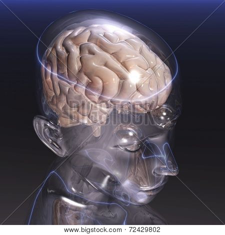 Human Brain
