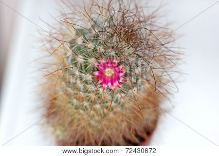 Cactus with pink flower