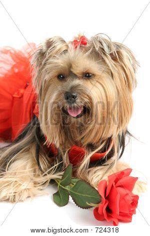 Yorkie prinses met Rose
