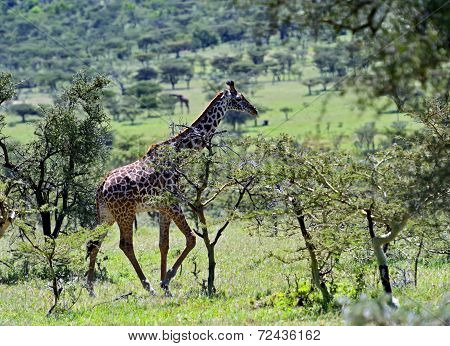 Giraffe