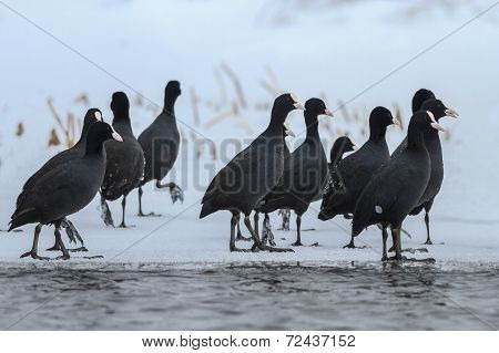 Eurasian Coot  In Winter
