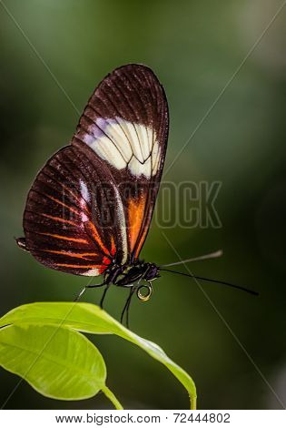 Postman butterfly