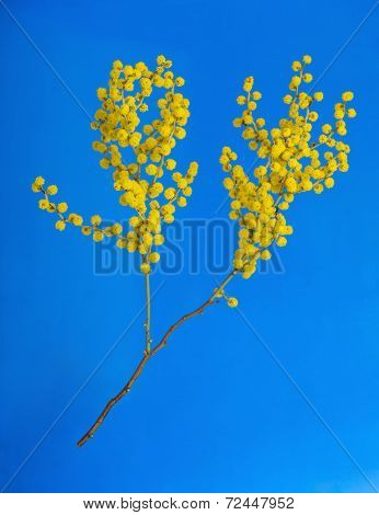 Australian Flowers Acacia