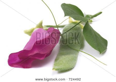 Blomst og bønner