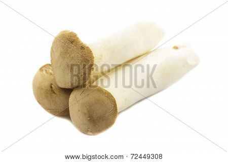 Eringi