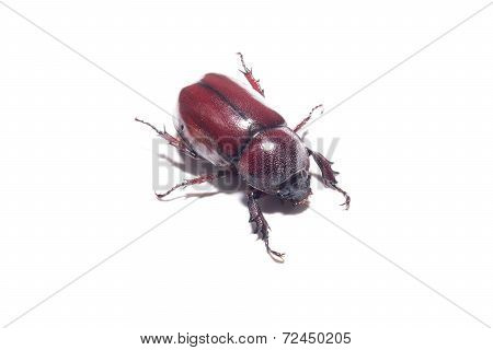 the Xylotrupes gideon on a white background