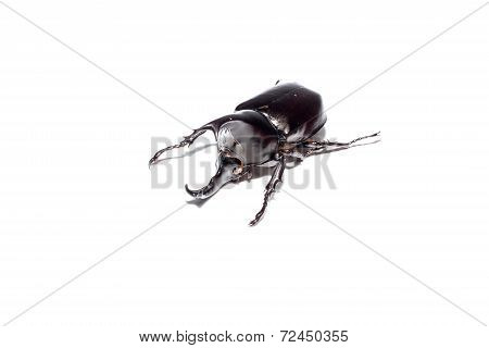 Beetle