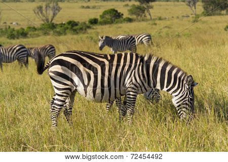Zebra grazing