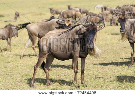 Gnu antelope