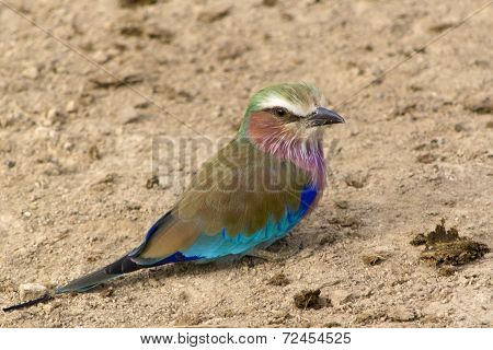 Lilac-breasted roller