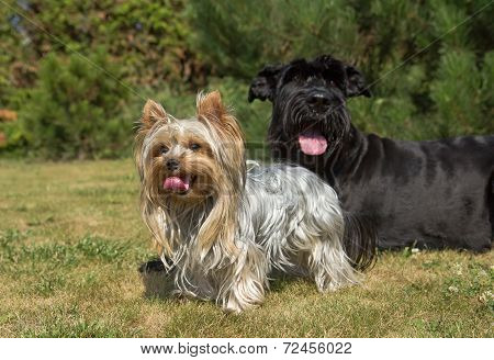 Yorkshire Terrier And Big Black Schnauzer Dod On The Lawn.