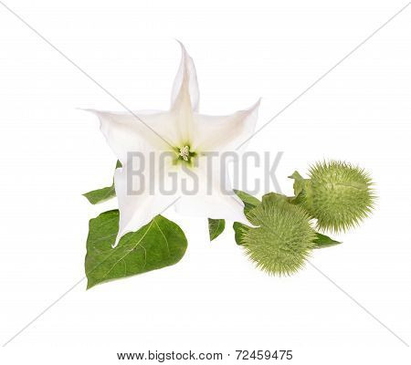 (Datura stramonium) flower