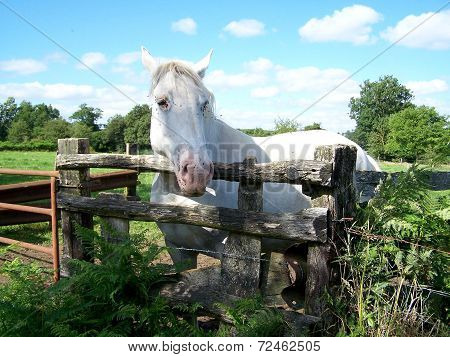 a horse