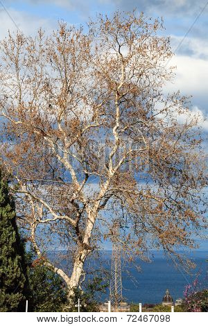 Tree In Autumn
