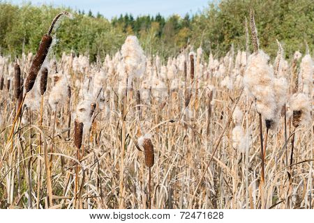 Cattail Spikes with Fluff