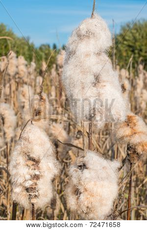 Cattail Spikes with Fluff