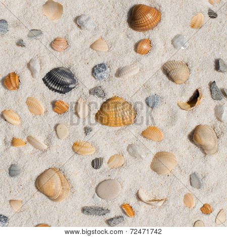 Shells on the sand