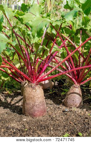 Red beetroof in the garden