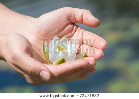 Lotus flower in hands