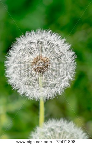 Dandelion flower