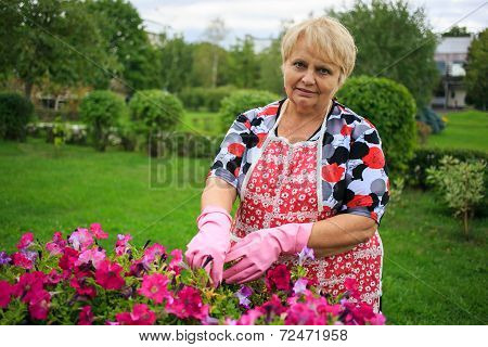 Senior woman in glove and apron gardening colorful flowers