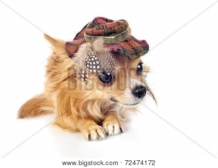 Chihuahua dog wearing elegant tartan hat