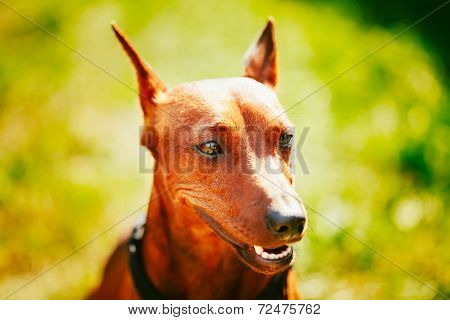 Close Up Brown Dog Miniature Pinscher Head