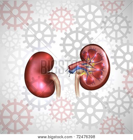 Kidneys On A Light Color Gears Background. Detailed Anatomy.