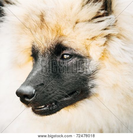 Gray Keeshound