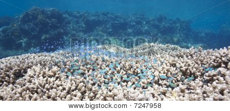 Chromis peces