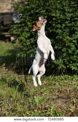 Crazy Puppy Of Jack Russell Terrier Jumping