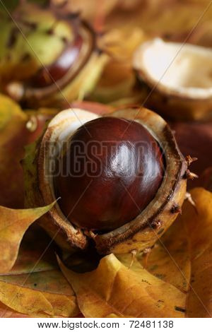 Horse Chestnut