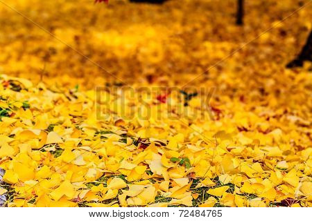 Autumn Colors In Eikando Temple, Kyoto, Kansai, Japan