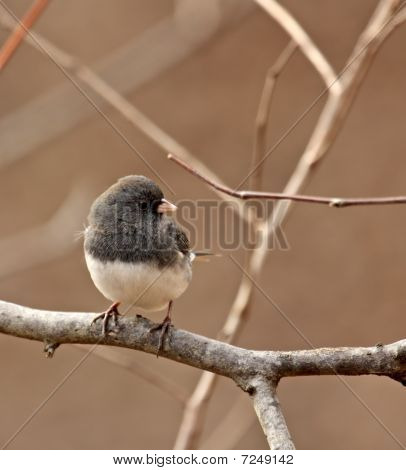 Tummasilmäiset Junco Junco Hyemalis
