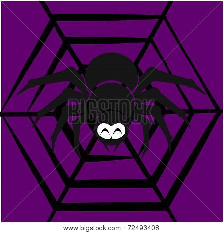spider