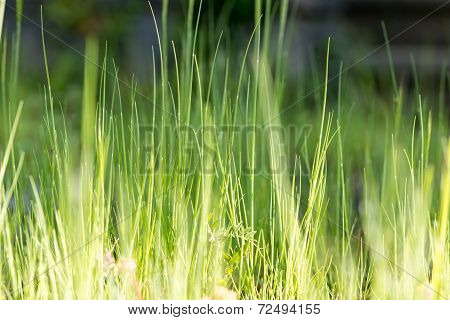 Blades Of Grass Green