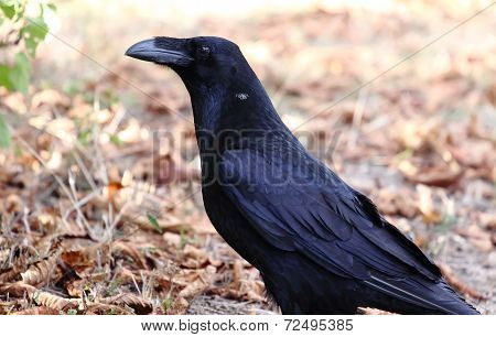 Big Black Raven