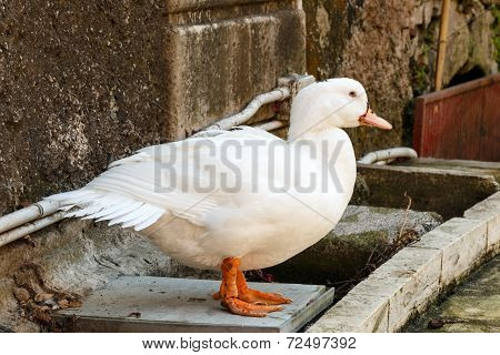 Duck