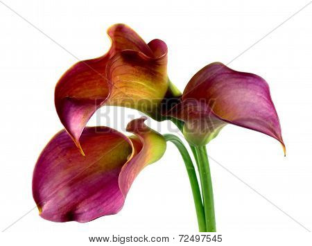 Pink calla lilly