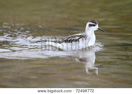 Red-necked Phalarope (phalaropus Lobatus)